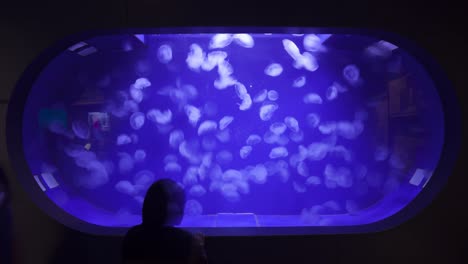 jellyfish swimming in a blue aquarium timelapse
