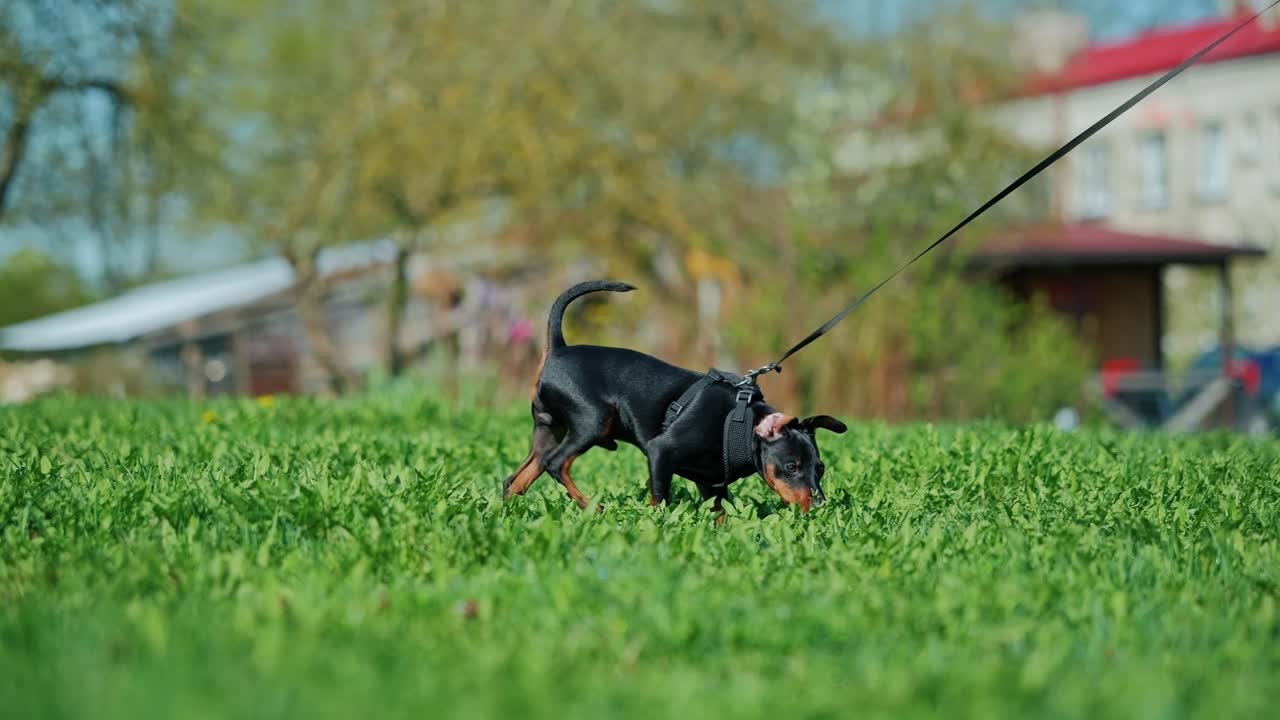 Movimento energico di un pinscher nano ripreso al rallentatore in un prato