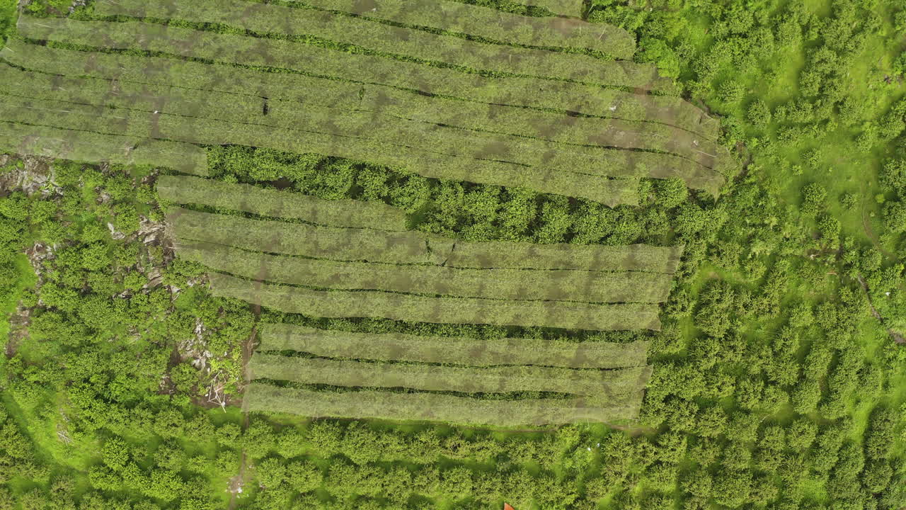Drone pulling back over orchard rows covered with protective netting in Moc Chau, Vietnam revealing structured agricultural landscape
