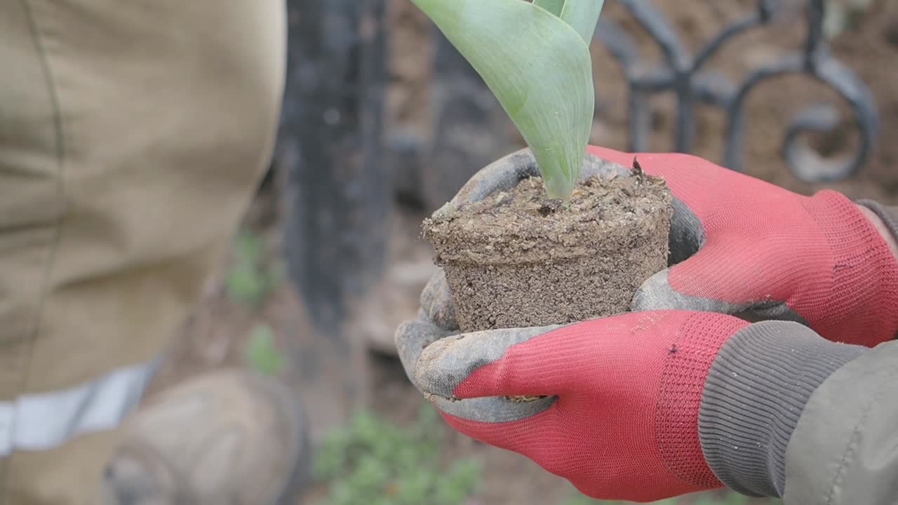 Planting a Tulip