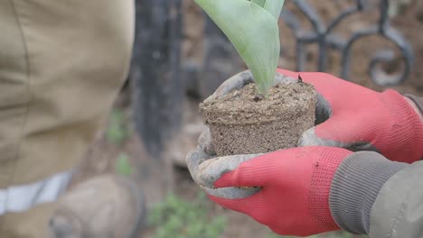 planting a tulip