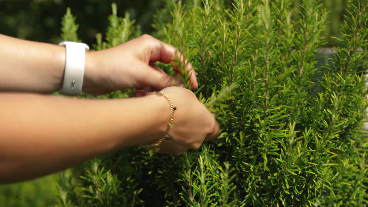 Harvesting fresh sprigs of rosemary. Rosmarinus officinalis harvested in the garden.