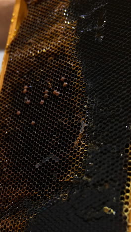 beekeeper holding a frame with dark full honeycombs. man cuts off extra wax from frame using a special electric knife. close up. vertical video