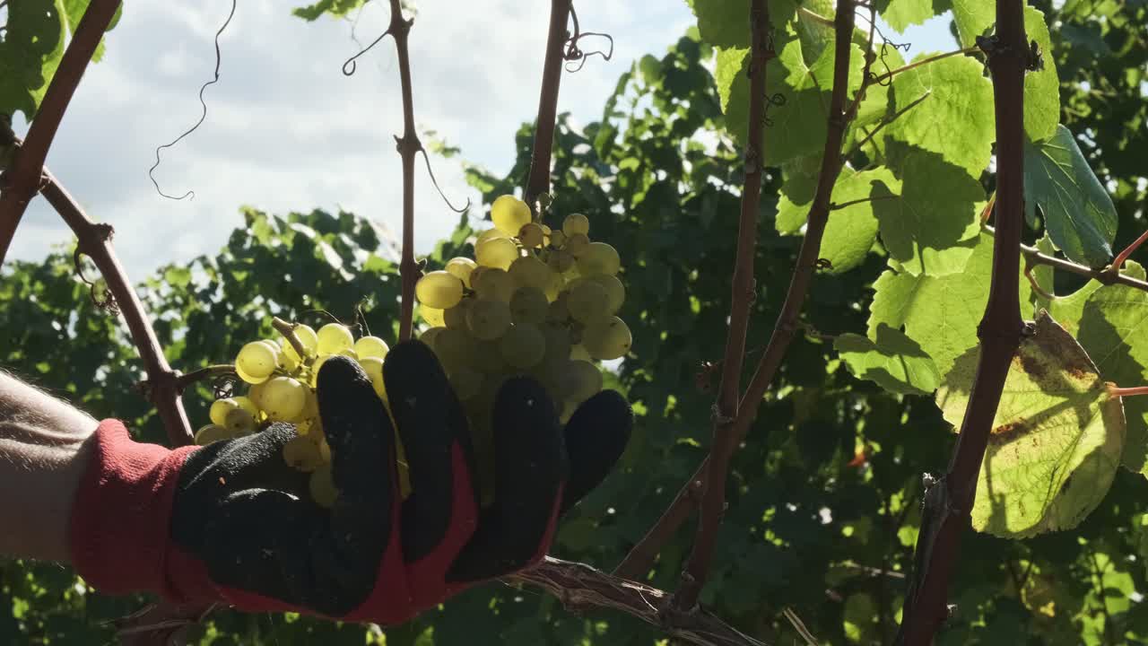 Shot of a person's hand cutting the grape vines at a grape harvest
