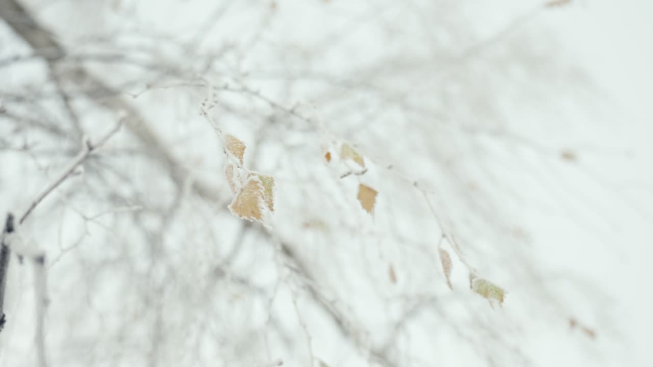 가을 겨울 계절 전환에 마지막 잎이 떨어지는 나무의 클로즈업