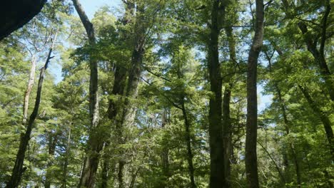 La-Encantadora-Belleza-Del-Bosque-De-La-Isla-Sur