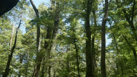 South Island&#039;s enchanting forest beauty