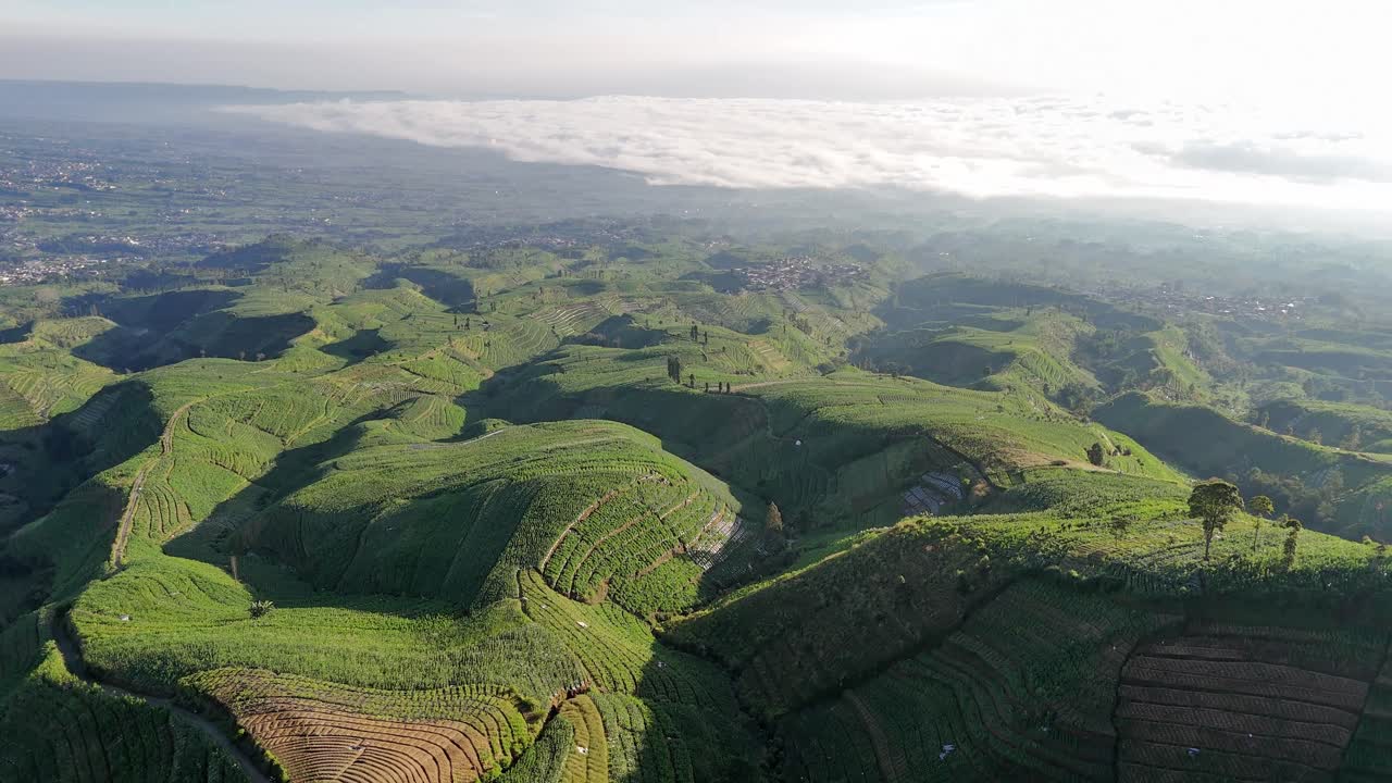 Aerial view of the tobacco fields on the slopes of Mount Sumbing, Indonesia