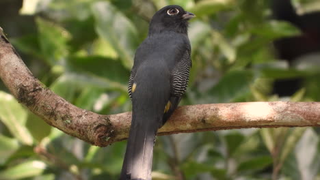 white-tailed trogon perched on tree branch in the forest