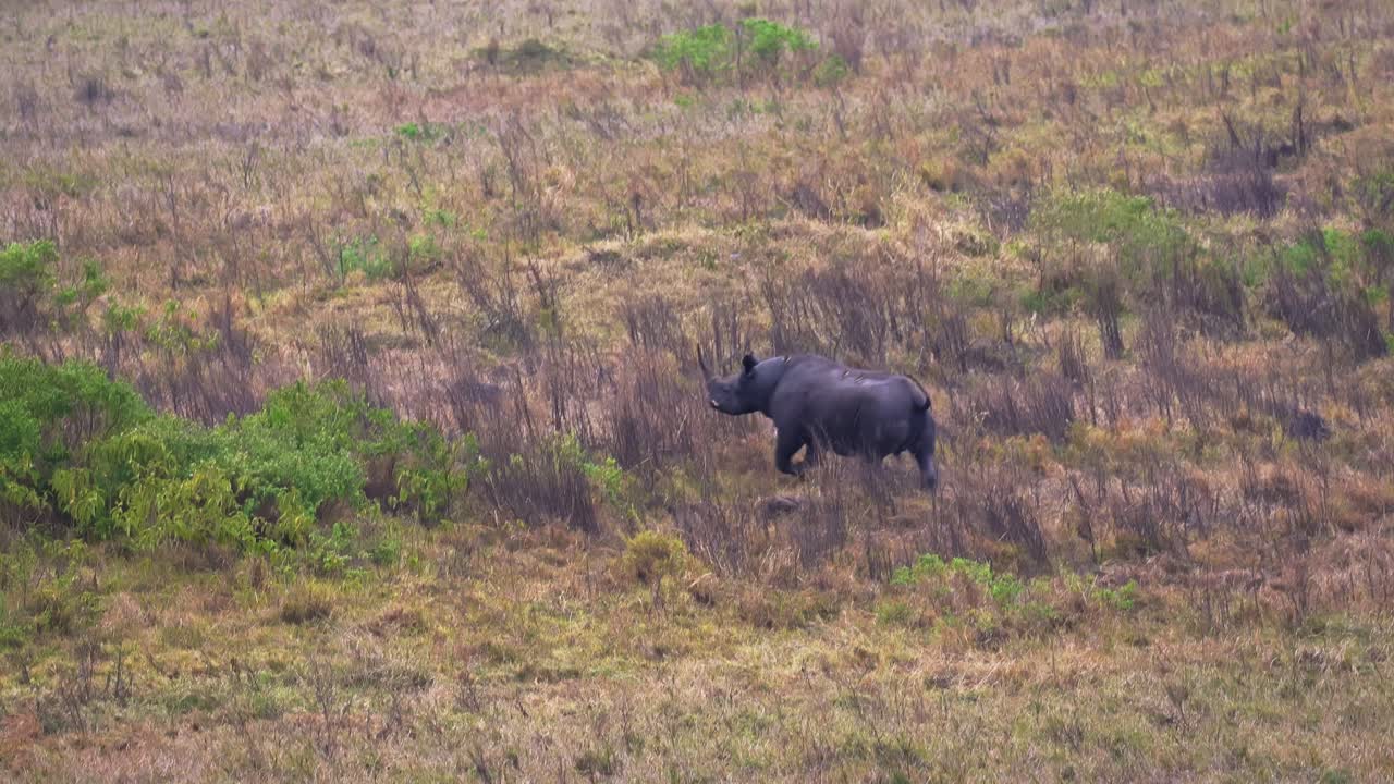 A wide-angle shot of a rare, endangered white rhino roaming the vast savannah of Ngorongoro Crater, Africa, one of just 18 reintroduced individuals, a powerful conservation wildlife encounter