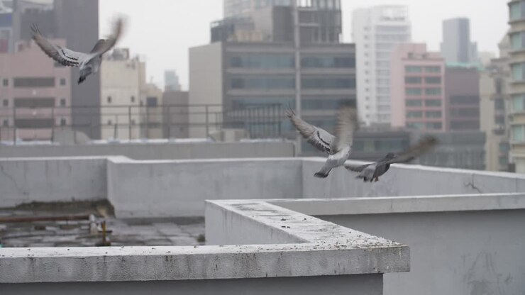 Pigeons on a Hong Kong Rooftop