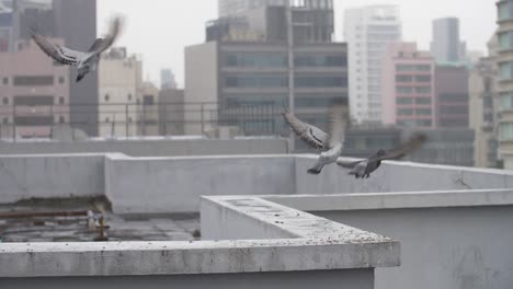 palomas en un tejado de hong kong