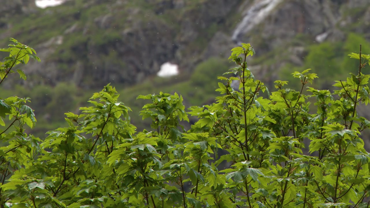 Foglie verdi lussureggianti ondeggiano dolcemente al vento con uno sfondo di montagne aspre in Italia