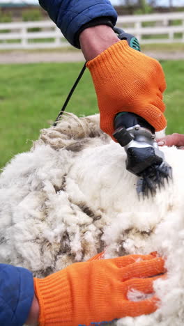 Cutting of sheep wool