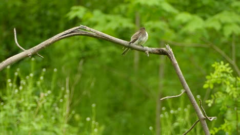 eastern phoebe bird with puffed up plumage perched on branch with green backdrop