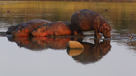 hipopótamo cavando la nariz en una nuez junto a una pequeña balsa tomando una siesta fuera del agua.