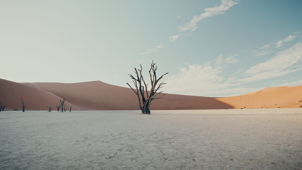 사막의 죽은 나무