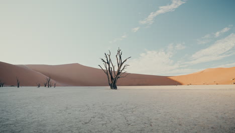 árbol muerto en el desierto