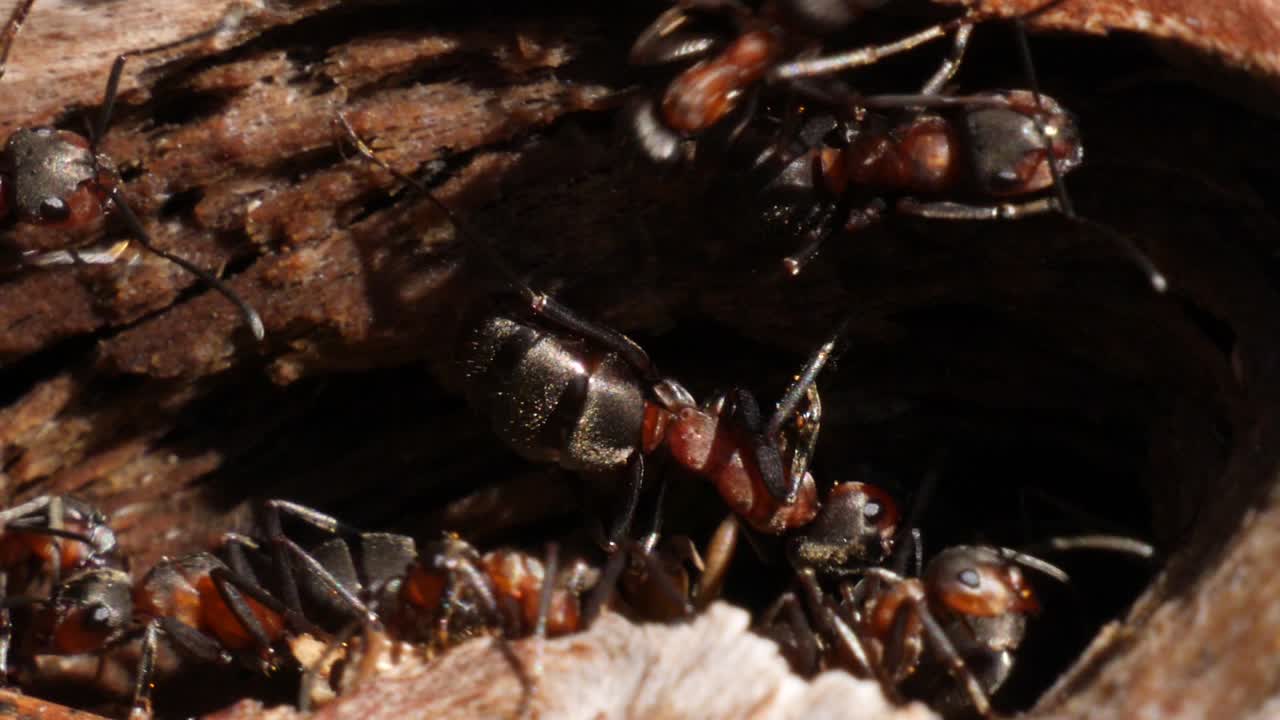 느린 동작으로 개미집에서 홀 밖으로 걸어가는 갈색 개미