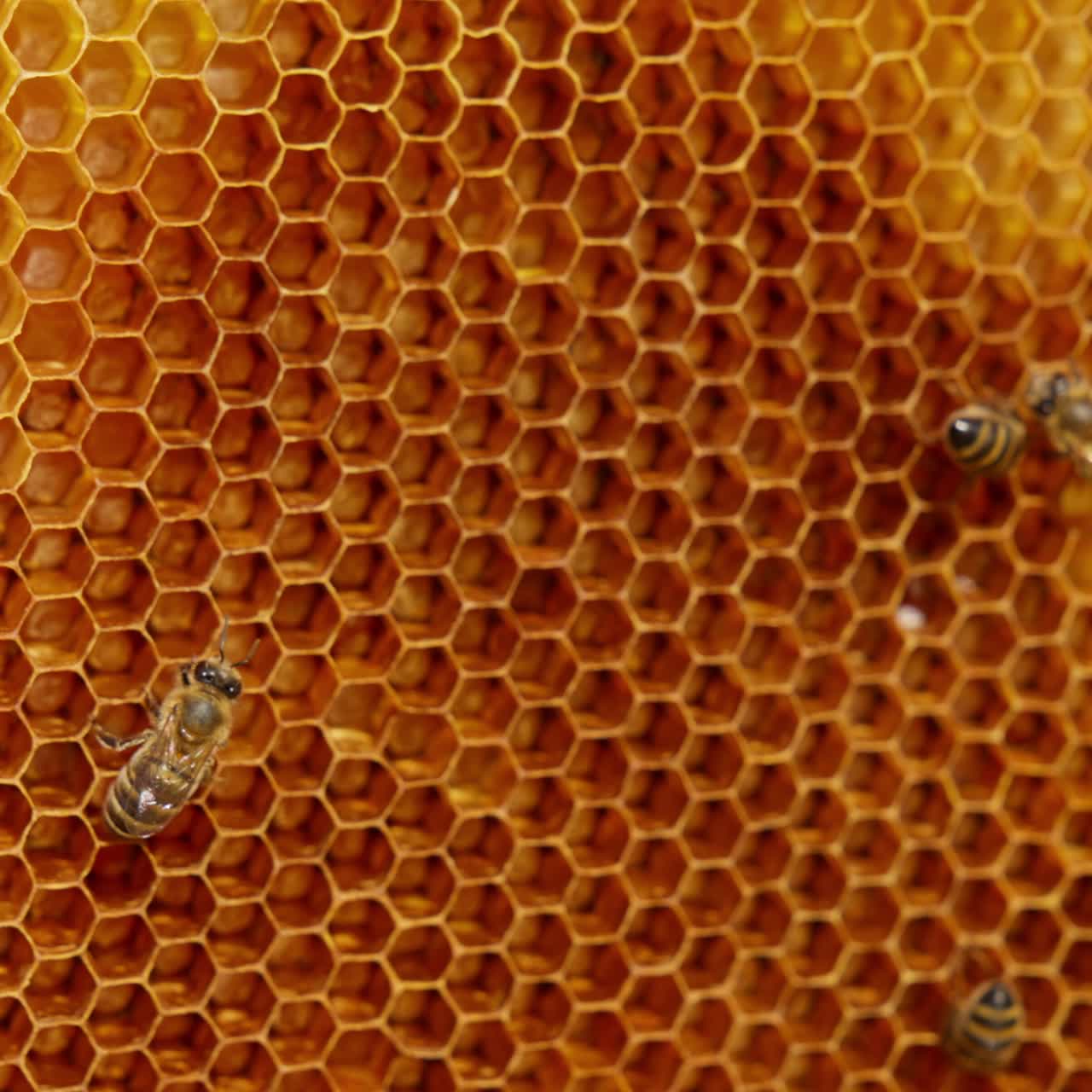Api indaffarate a creare le celle di cera per raccogliere e conservare il miele. Filmato macro. Sfondo sfocato