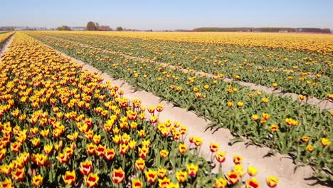 aerial low flying over rows of red yellow tulips off into horizon at hoeksche waard