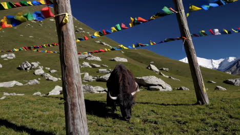 yak in a mountainous landscape with prayer flags