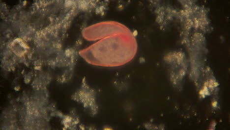 blefarisma microscópico moverse usando cilios