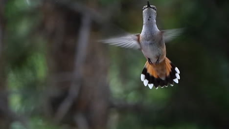 Cámara-Lenta-De-Un-Colibrí-Flotando