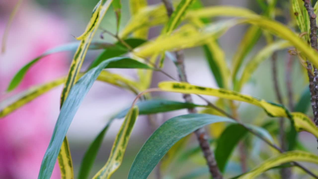 열 대 섬에 식물 뒤에 걷는 드레스에 여자