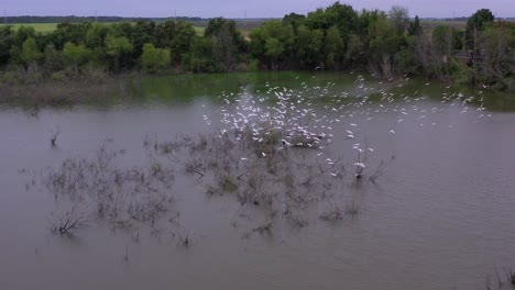 pond home for egrets in texas at dusk
