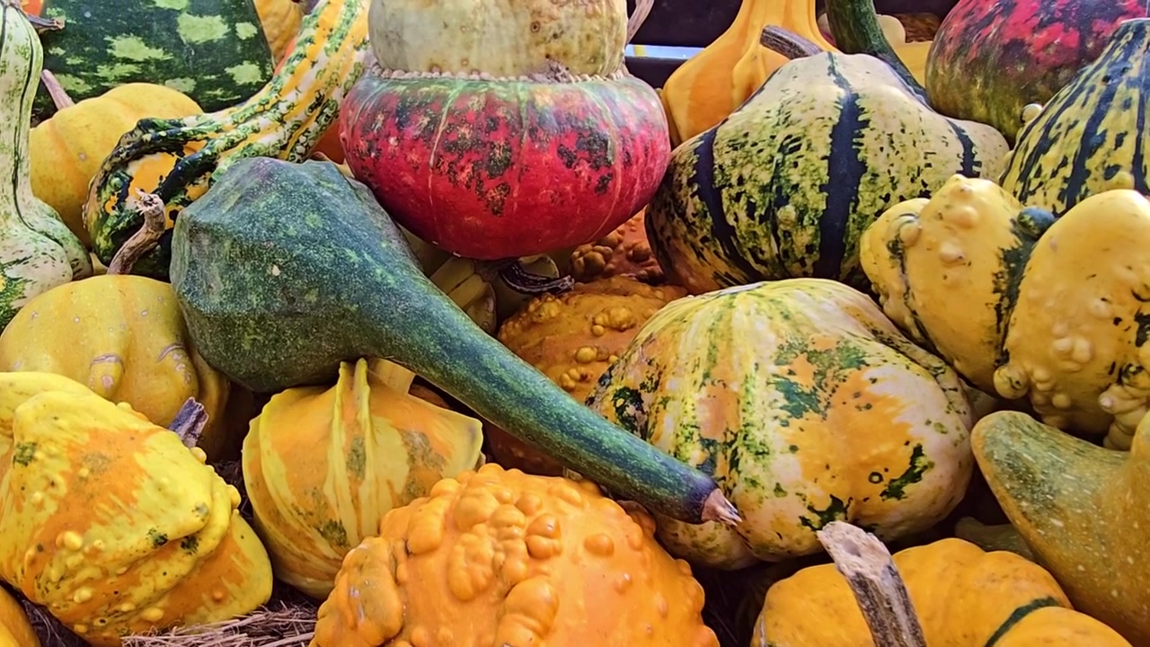 Inquadratura frontale che mostra zucche e cucurbitacee assortite con forme e colori diversi