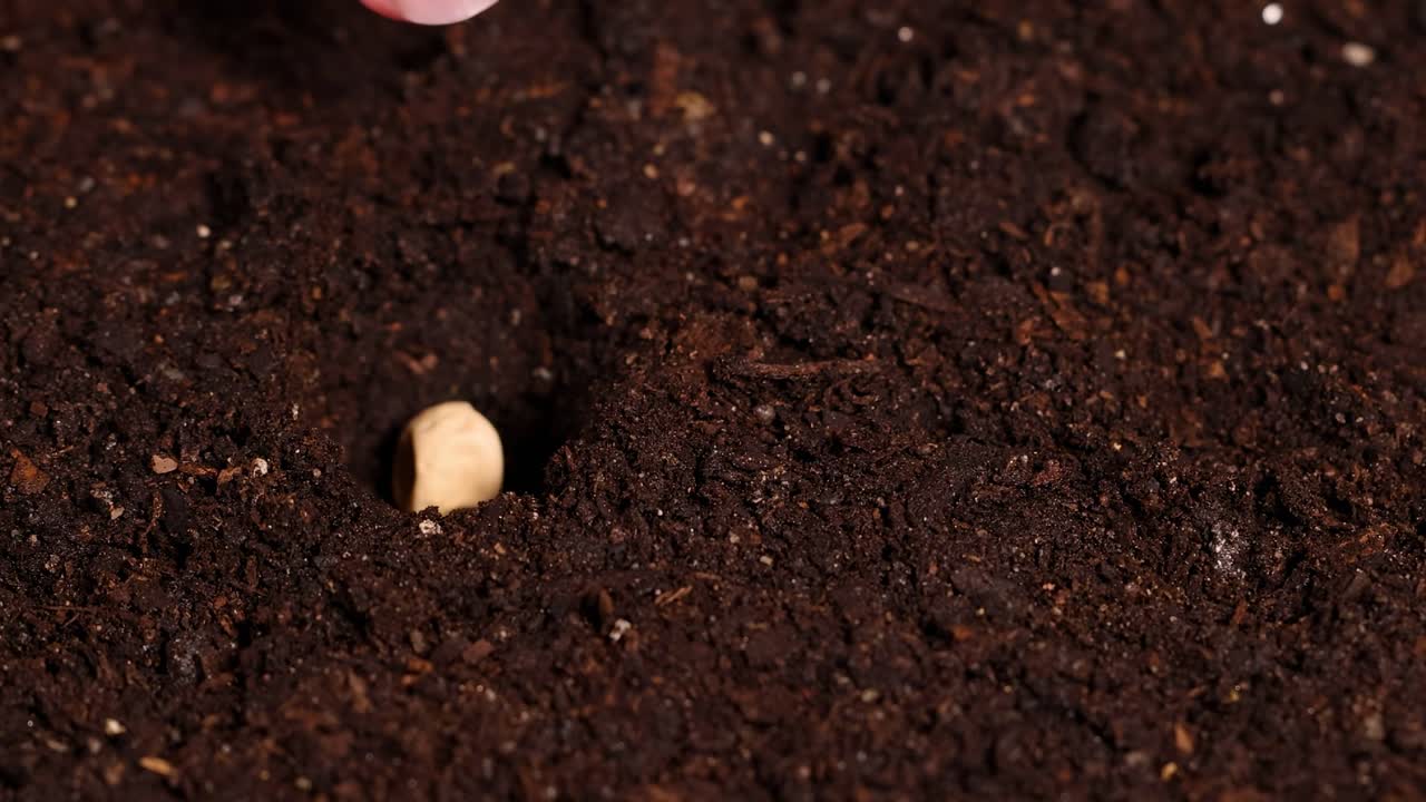 Close-up of fingers delicately covering a seed with dark soil, emphasizing careful planting technique.