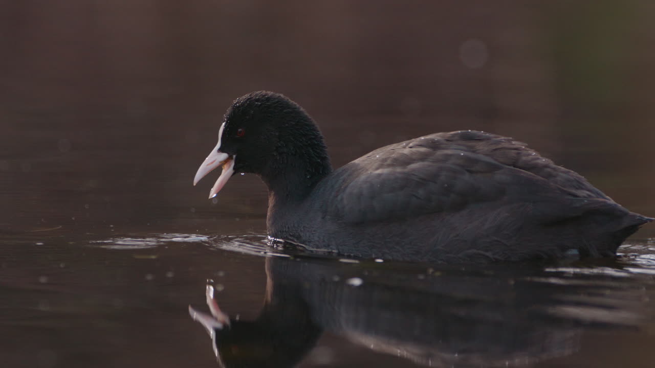 coot eurasiático nadando en el agua - cámara lenta de cerca