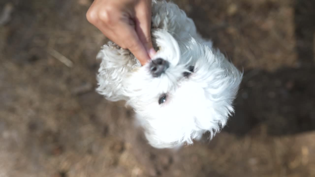 한 사람 이 공원 에서 작은  개 를 훈련 시키고 있다
