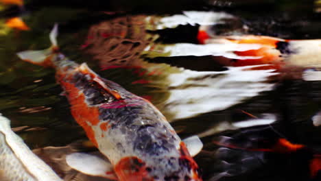 a colorful variety of ornamental koi-carp fishes or kohaku is one of the gosanke, the ‘big three’, consisting of kohaku, sanke, and showa, swimming gracefully in outdoor tranquil koi pond