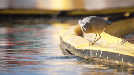 static slow-mo shot of a bird fishing by the water