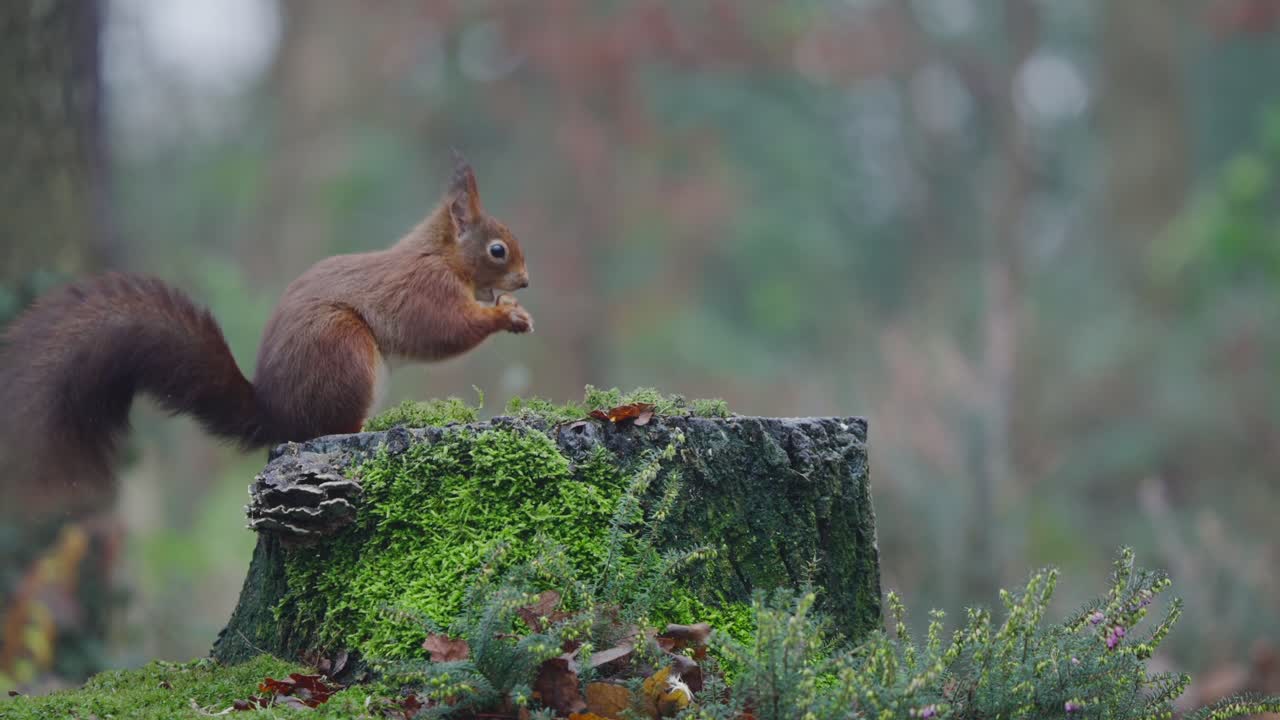Slow motion af rødt egern, der bevæger sig hen over mosdækket træstub med halen svingende, baggrunden er bl��dt sløret