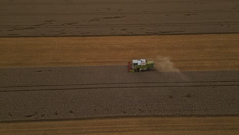 harvesting field of wheat crops with combine harvester