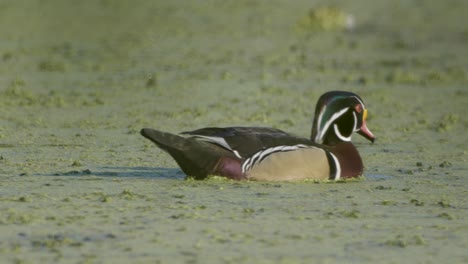 male wood duck swimming past amongst green algae water