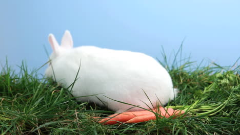 White-bunny-rabbit-sniffing-around-the-grass-with-some-carrots