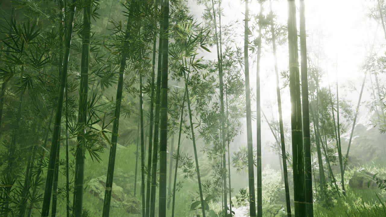 naturaleza fresca y verde bosque tropical de bambú