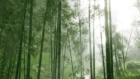 Fresh-nature-and-Greeny-tropical-bamboo-forest