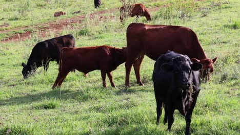 vacas y terneros pastando juntos en paz