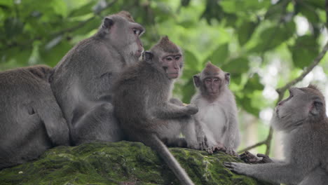 Group-of-Long-tailed-macaques-at-Monkey-Forest-Ubud,-young-one-scratches-back