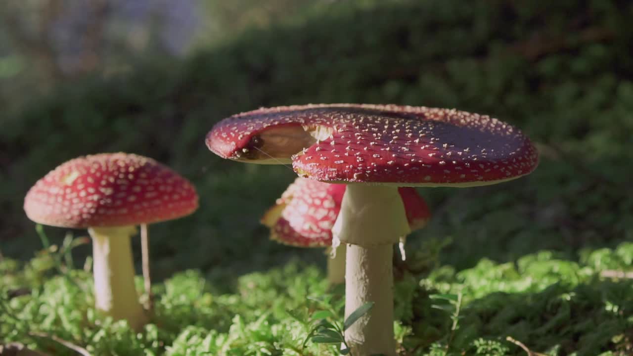 hongos venenosos parados en un campo de hierba al sol