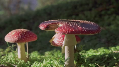 poisonous mushrooms standing on a grass field in the sun