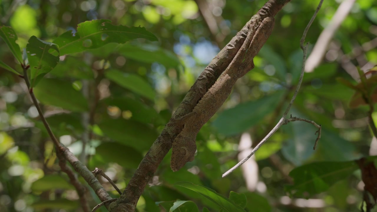 4K-makrokuvaa harvinaisesta ja endeemisestä sammalmaisesta lehtihäntägekkosta, joka näyttää uskomatonta kryptistä naamiointia puun oksalla Lokobessa, Nosy Bessä, Madagaskarilla.