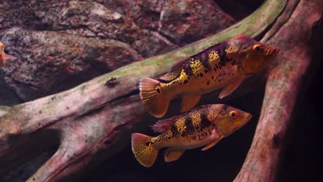 dos peces cíclidos en un acuario