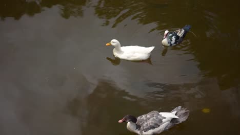 ducks swimming in the pond