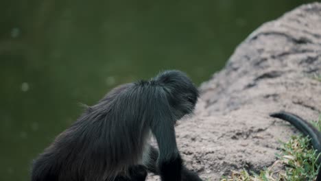 black-handed spider monkey in rainforest in mexico at daytime